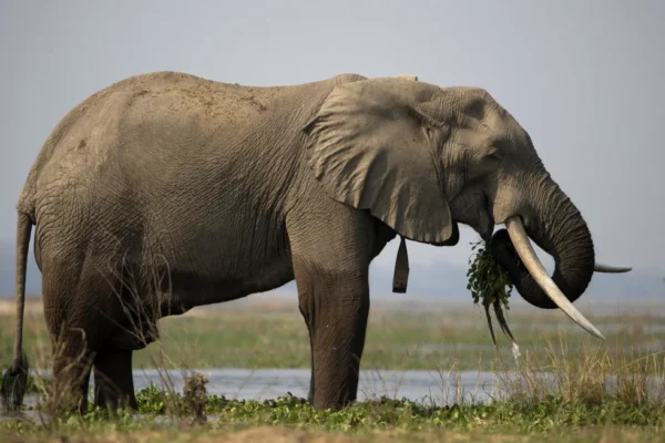 Zimbabwe to Cull 200 Elephants to Address Hunger Crisis: A Tough Measure Amidst Drought