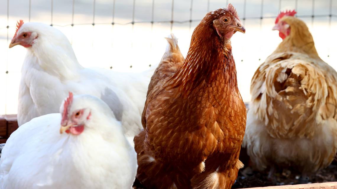 Bird Flu Detected in Yolo County Backyard Poultry: What You Need to Know | mrk.news